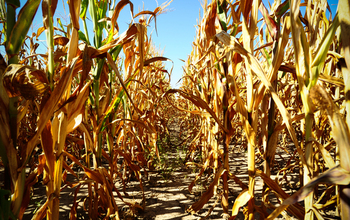 Golden-brown stalks of corn on cracked dirt